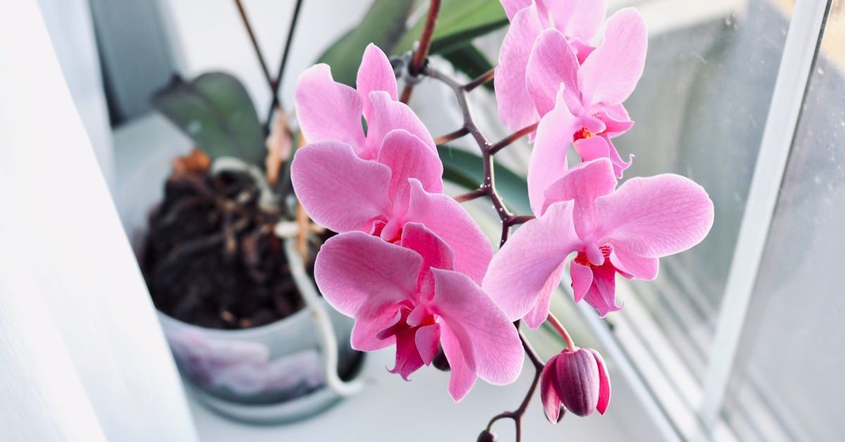 Как помочь орхидее перенести жаркое лето | В цветнике (centerforstrategy.ru)